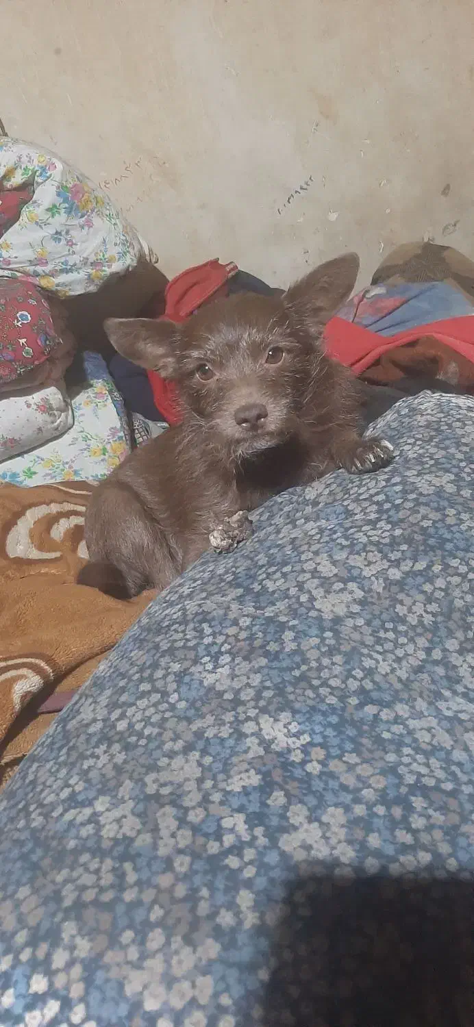 گم شده|سگ|نقده, |دیوار