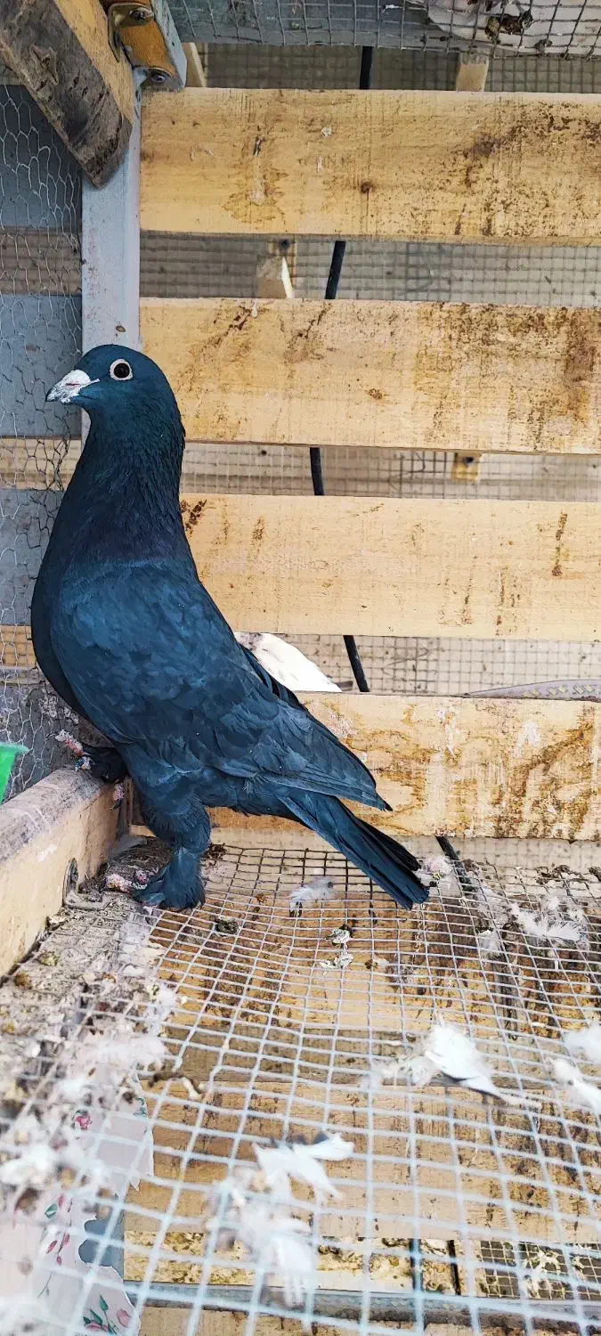 پدر و پسر یک جفت زاغ پر پا|پرنده|کرمان, |دیوار