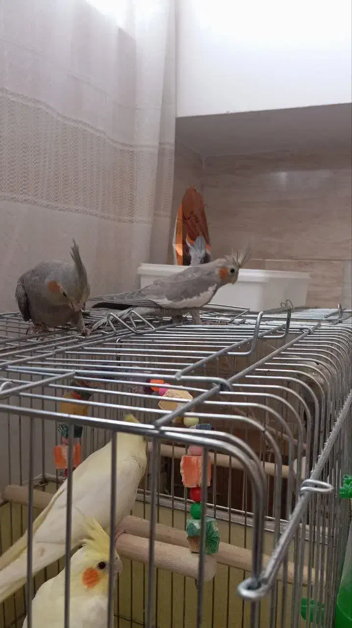 عروس هلندی سرلاکی|پرنده|قم, سید معصوم|دیوار