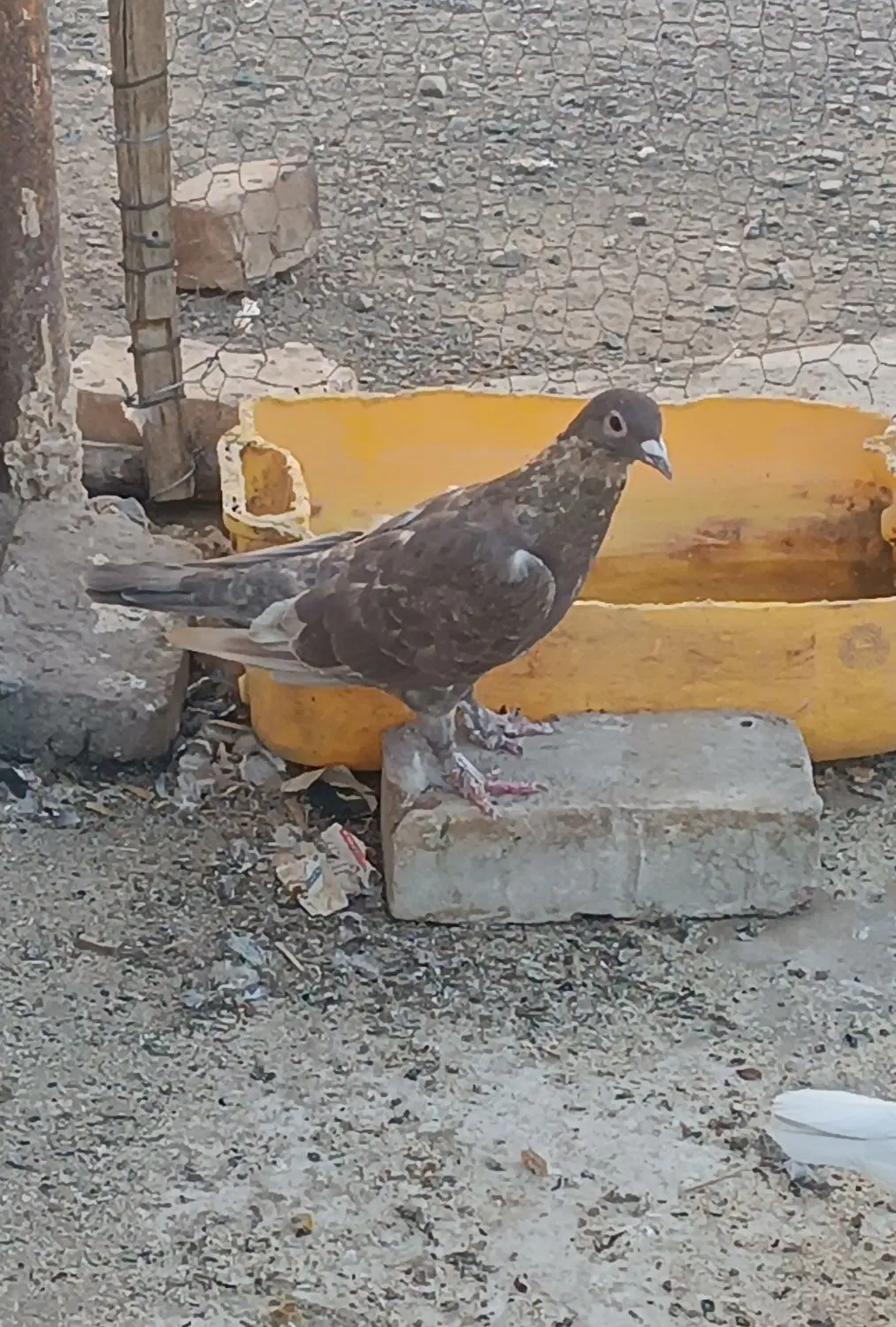 کفتر|پرنده|زاهدان, |دیوار