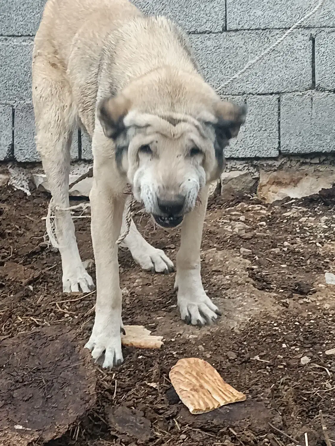 سگ پژدر و توله|سگ|خلخال, |دیوار