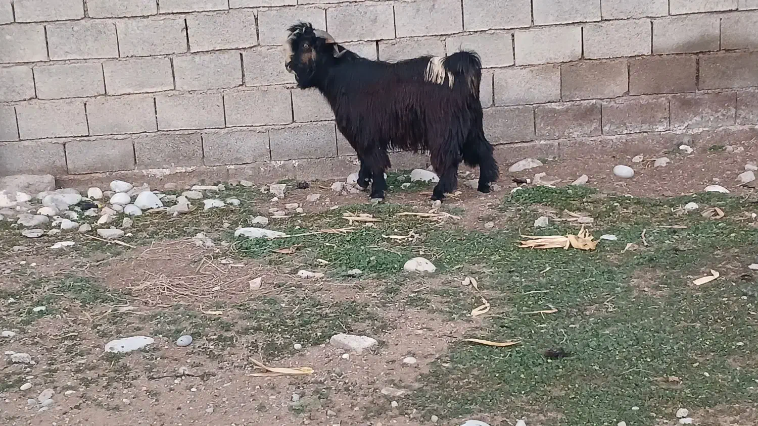 بزغاله|حیوانات مزرعه|دزفول, |دیوار