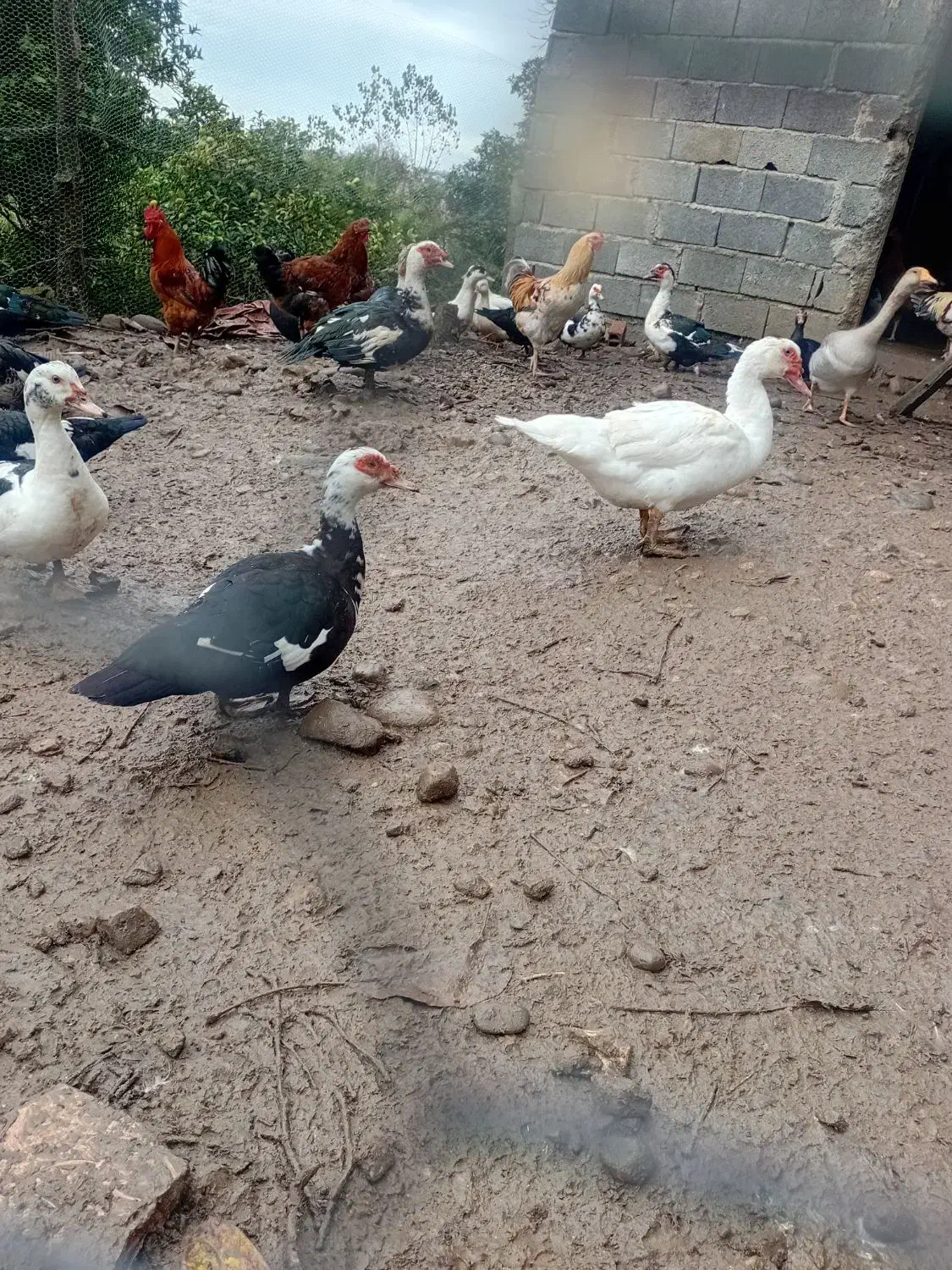 اردک و قو غاز و غاز اسرائیلی|حیوانات مزرعه|هچیرود, |دیوار