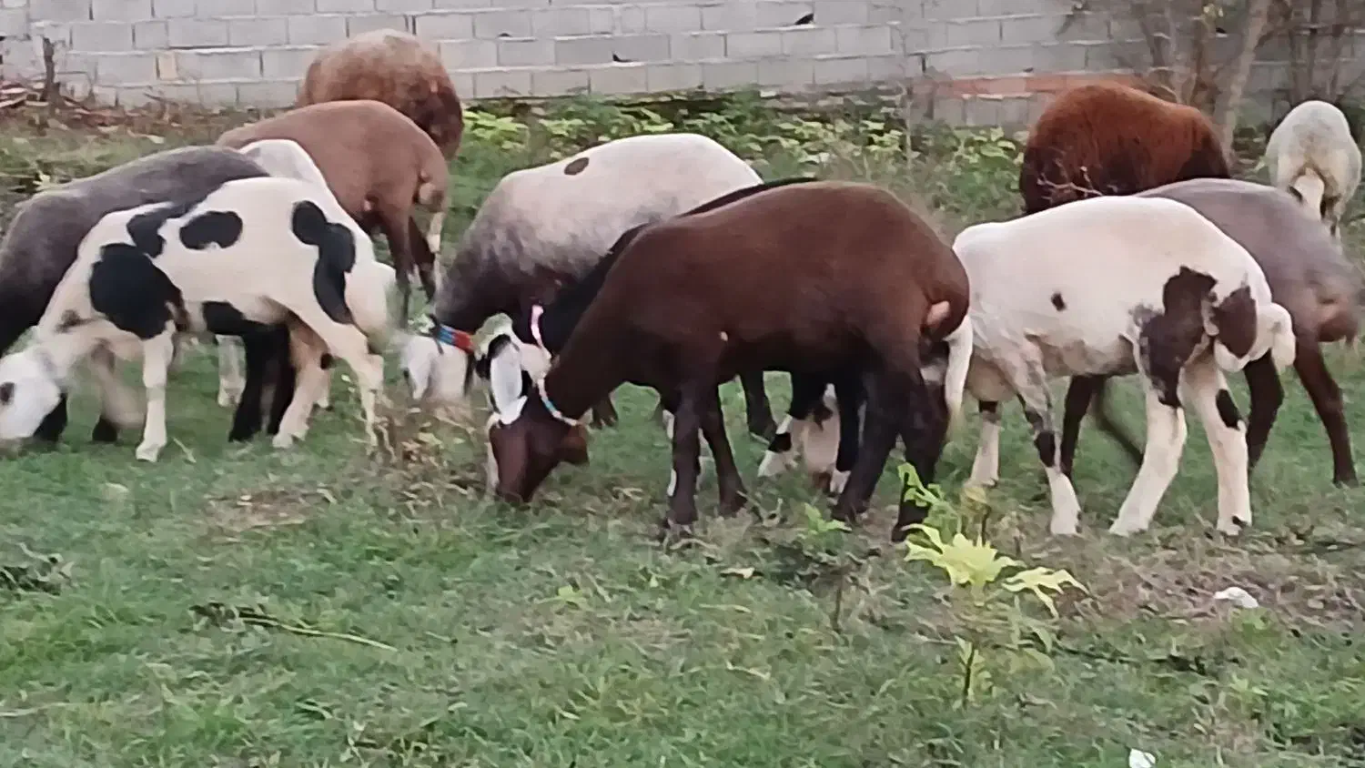 ۲۰عدد گوسفند داشتی همه کاوی|حیوانات مزرعه|ساری, |دیوار