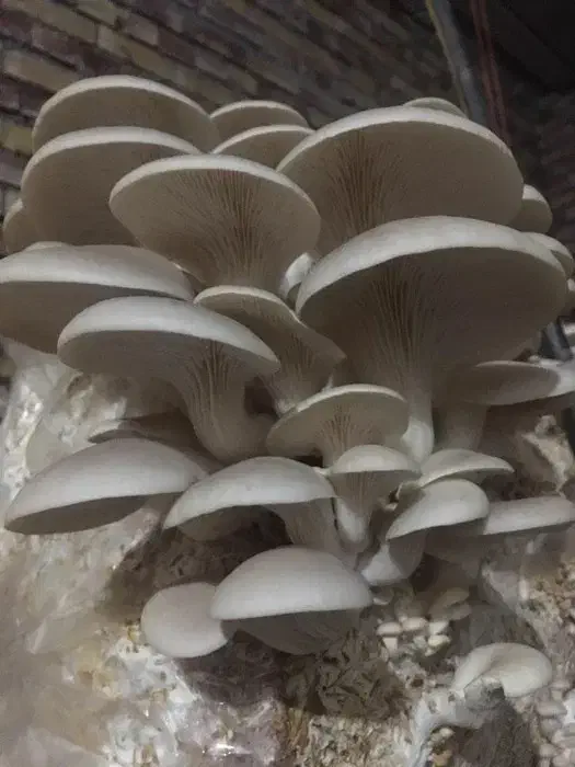 قارچ صدفی|عمده‌فروشی|رشت, لاکان|دیوار