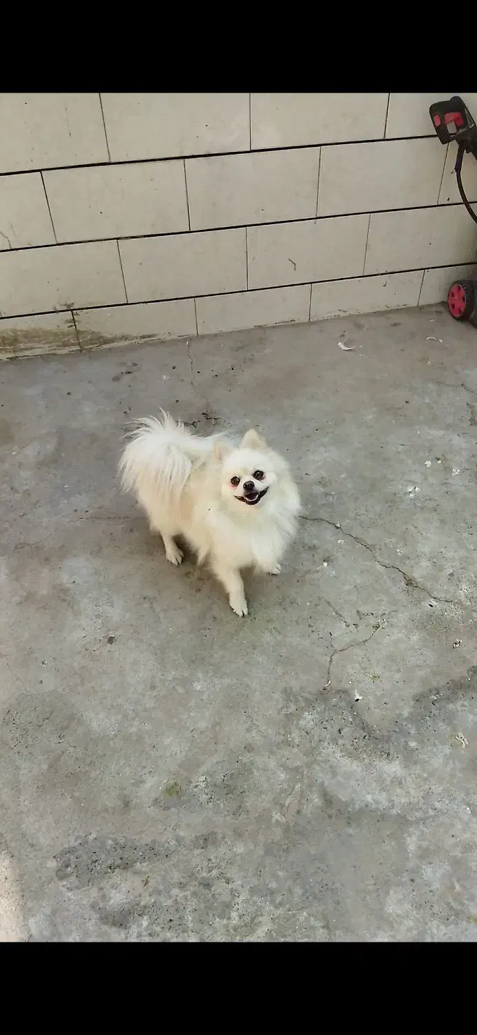 سگ پامر ماده|سگ|جیرفت, |دیوار