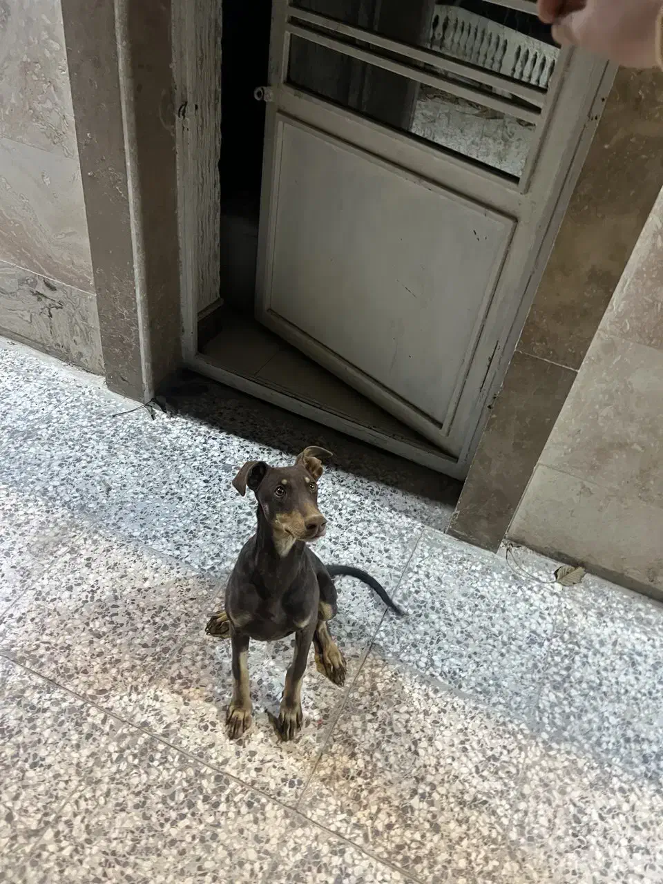 دوبرمن ماده|سگ|شیراز, شهرک برف فروشان|دیوار