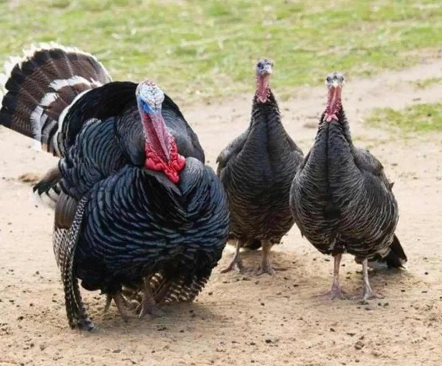 فروش یک عدد بوقلمون ماده نژاد برنز آمریکایی|حیوانات مزرعه|سیرجان, |دیوار