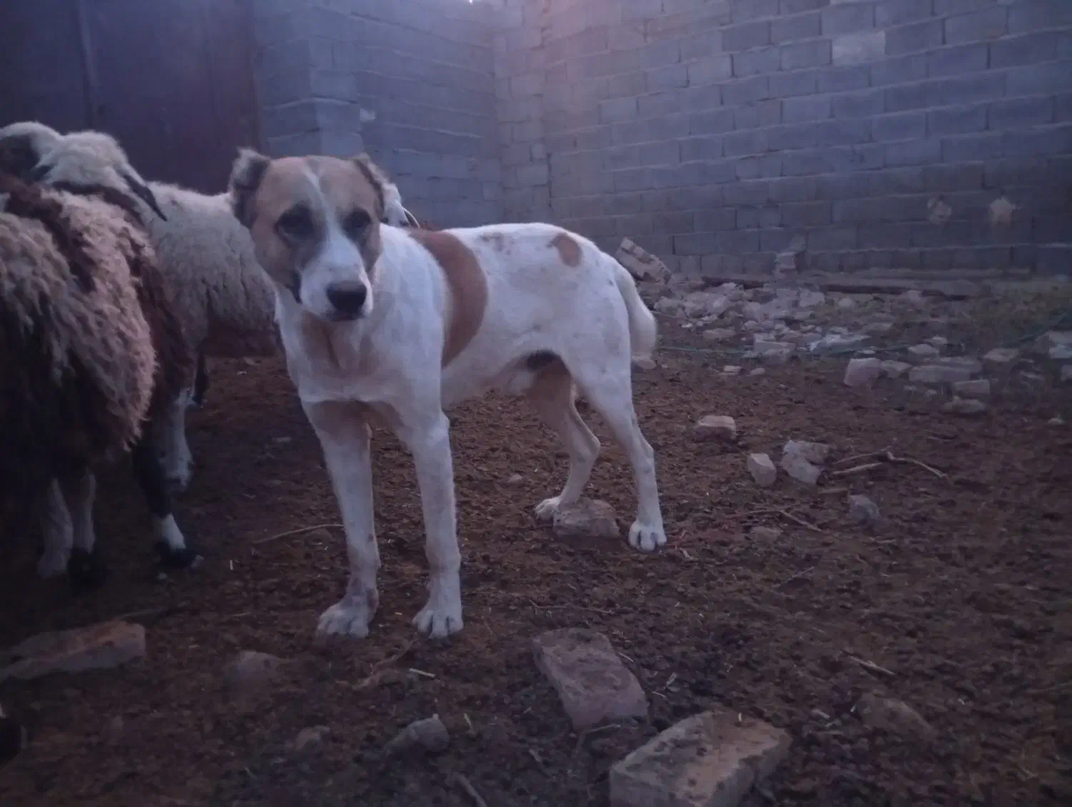 سگ نگهبان و گله|سگ|کرمان, |دیوار