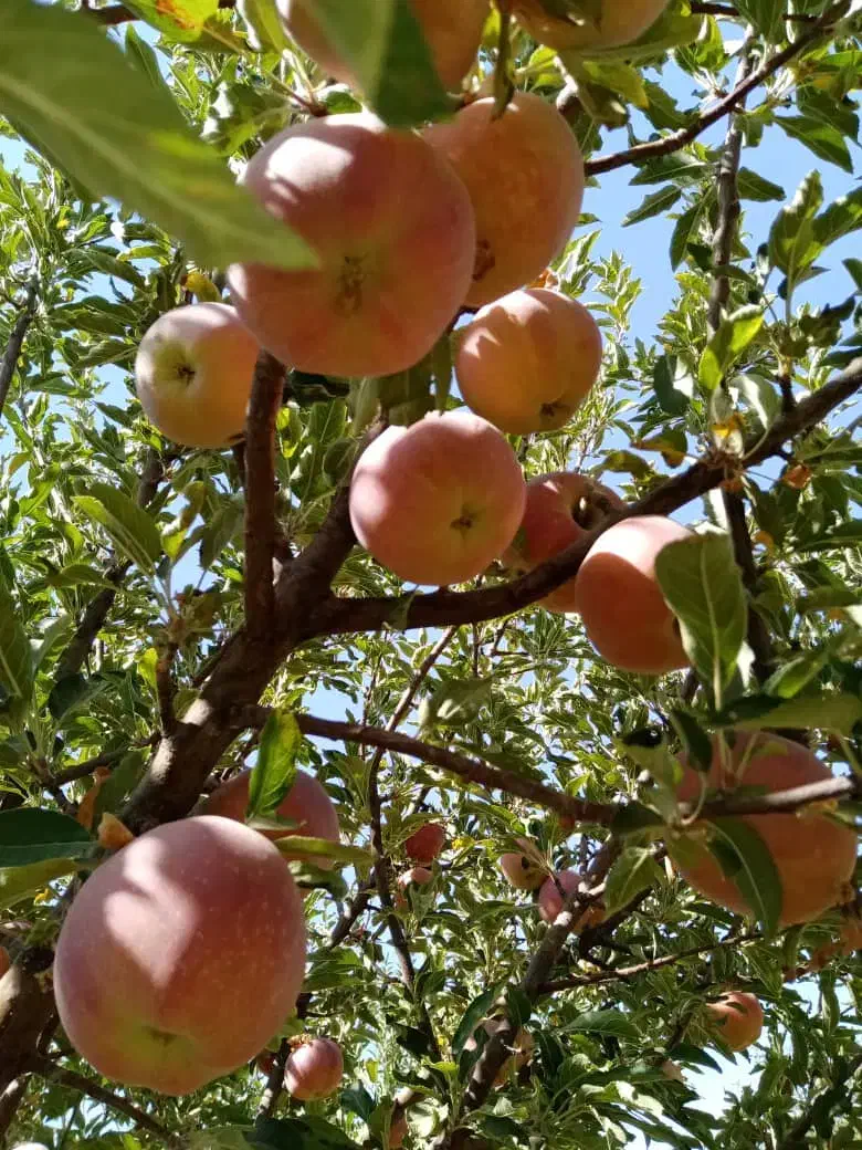 ۱۰۰۰ متر باغ|فروش زمین و ملک کلنگی|همایجان, |دیوار
