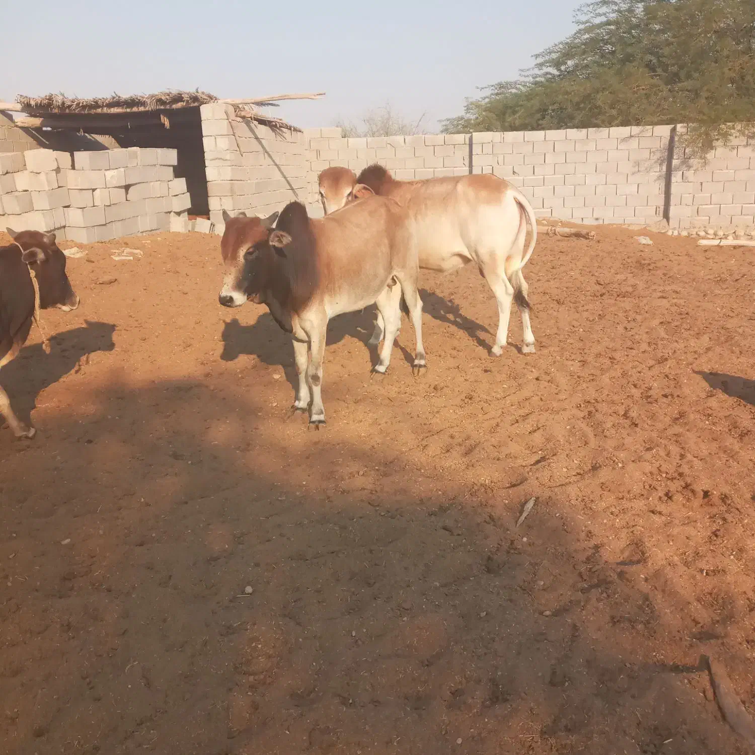 گاو فروشی|حیوانات مزرعه|قلعه قاضی, |دیوار