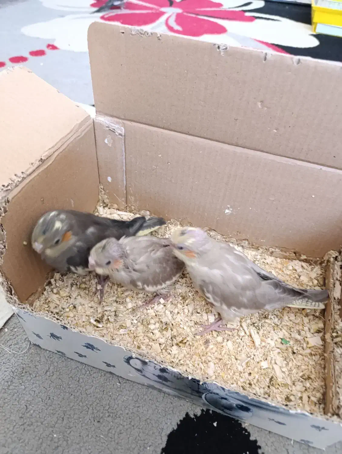 جوجه عروس هلندی|پرنده|کرمان, |دیوار