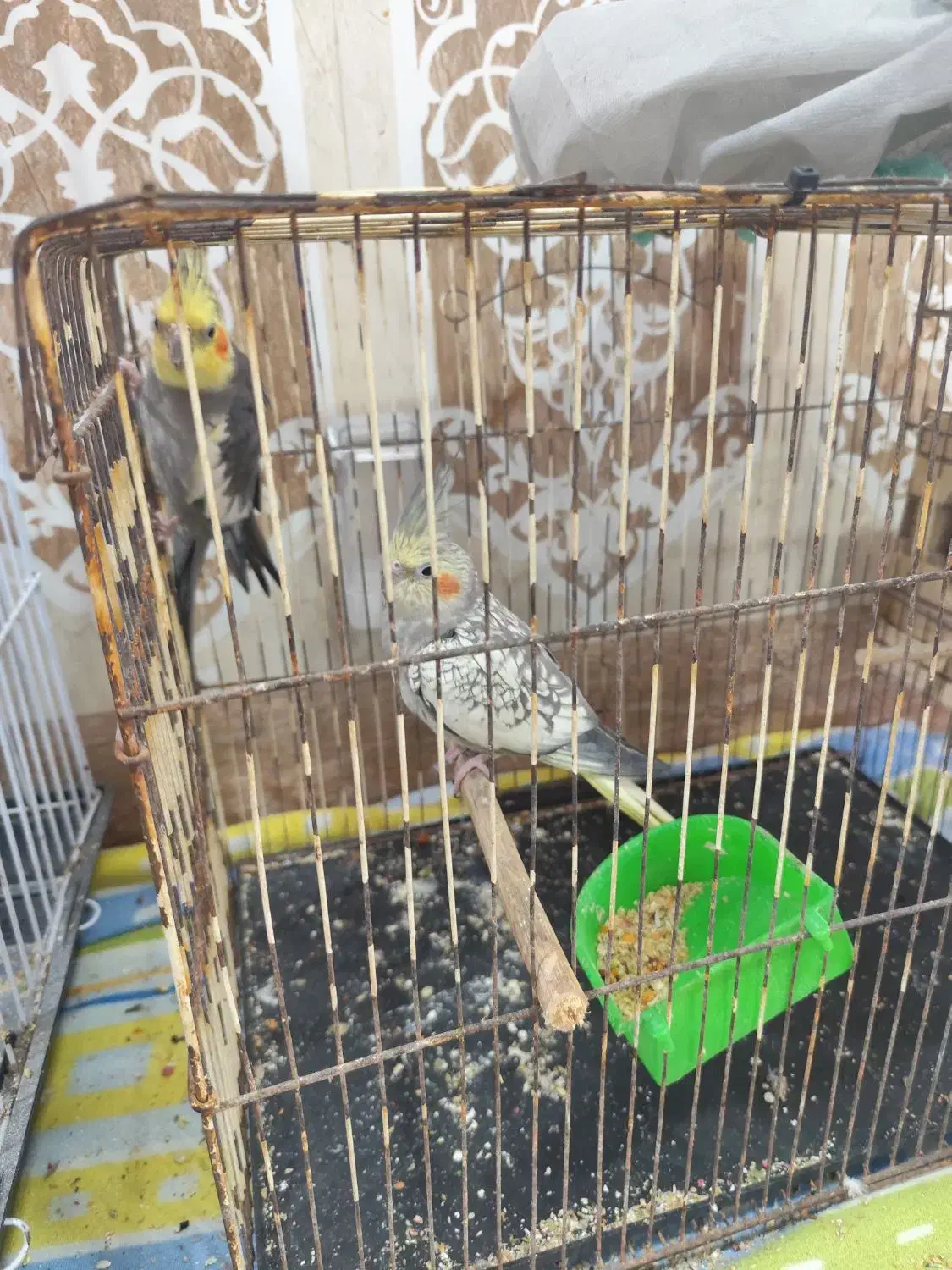 عروس هلندی|پرنده|خرمشهر, |دیوار