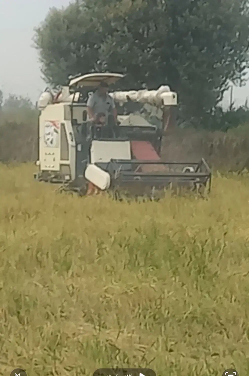 برداشت برنج درو شالی با کمباین|ماشین‌آلات صنعتی|دابودشت, |دیوار