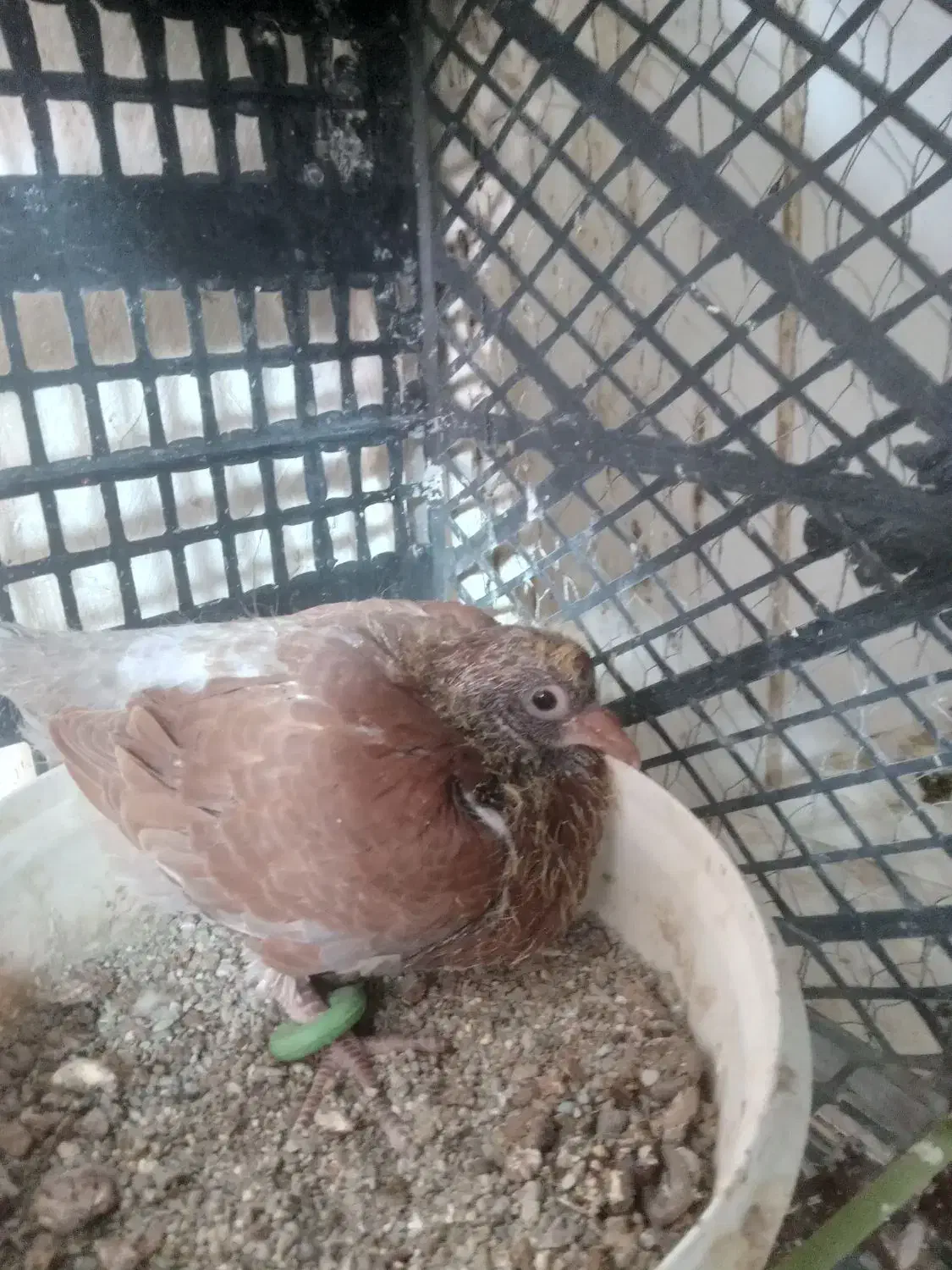 جوجه کبوتر|پرنده|کرج, اسلام‌آباد|دیوار