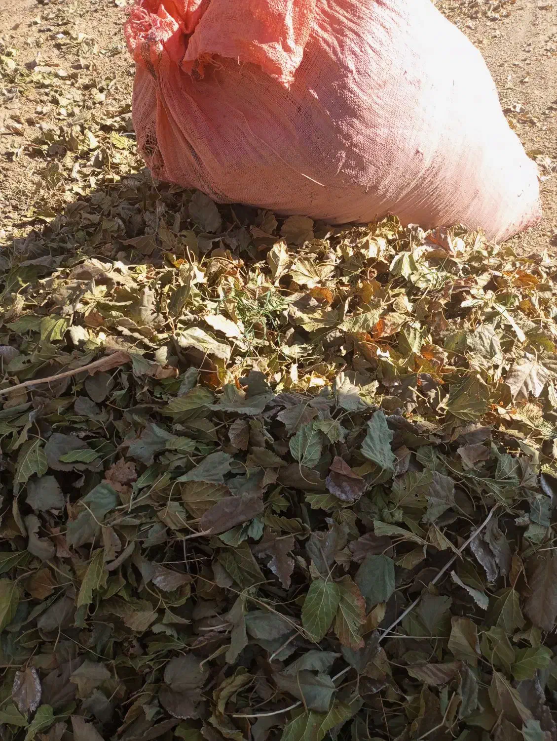 برگ درخت توت تمیزخشکه|لوازم جانبی حیوانات|نیشابور, ریوند|دیوار