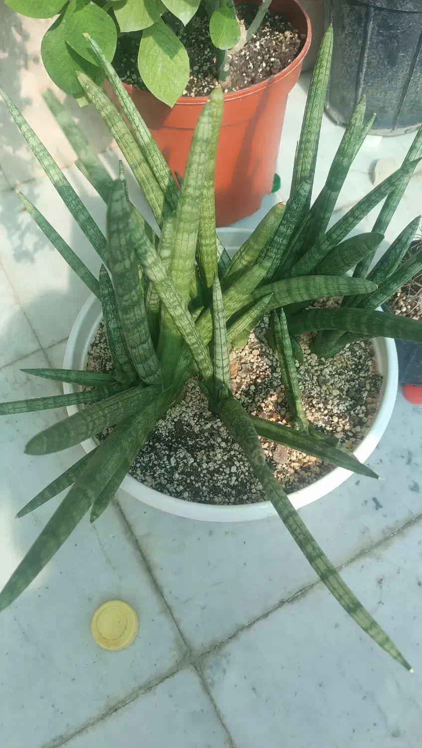 سانسوریا بنسل|گل و گیاه طبیعی|بوشهر, |دیوار