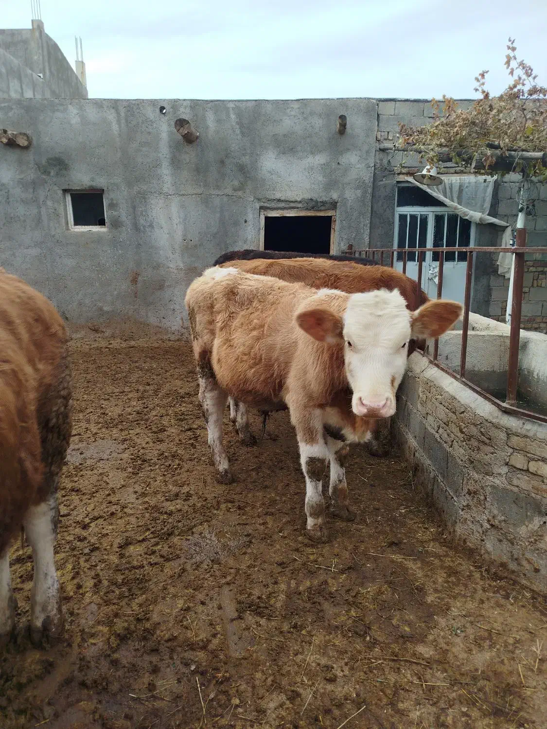 گاو نر سیمینتال|حیوانات مزرعه|باروق, |دیوار