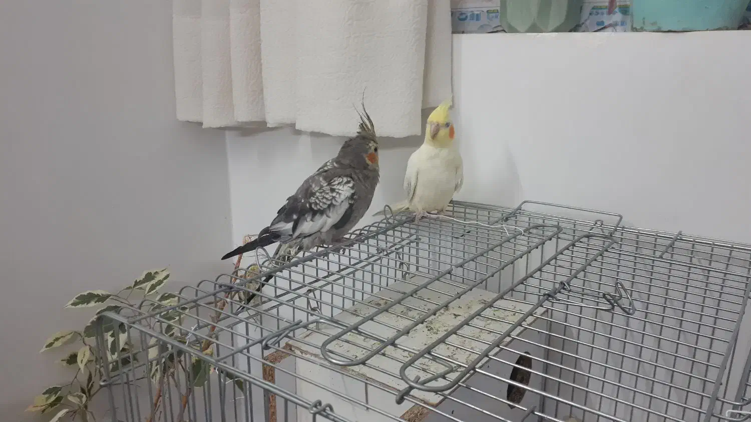 عروس هلندی جوان و دستی|پرنده|قم, پردیسان|دیوار