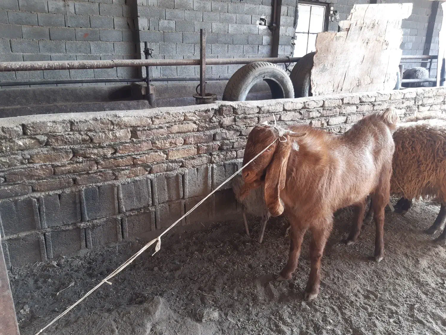 دبر پاکستانی|حیوانات مزرعه|شاهینشهر, گرگاب|دیوار