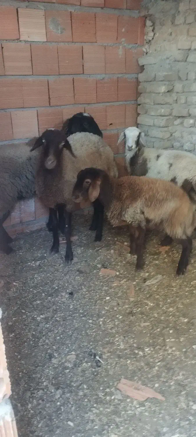 فروش توقلی|حیوانات مزرعه|آق قلا, |دیوار