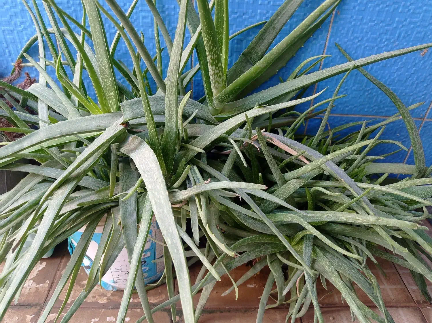 حراج|حراج|آبدانان, |دیوار