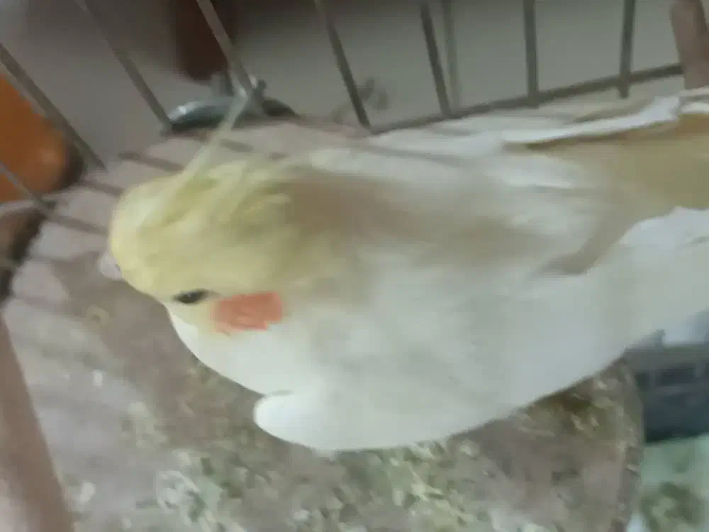 عروس هلندی زیبا و سالم|پرنده|فردیس, فردیس|دیوار