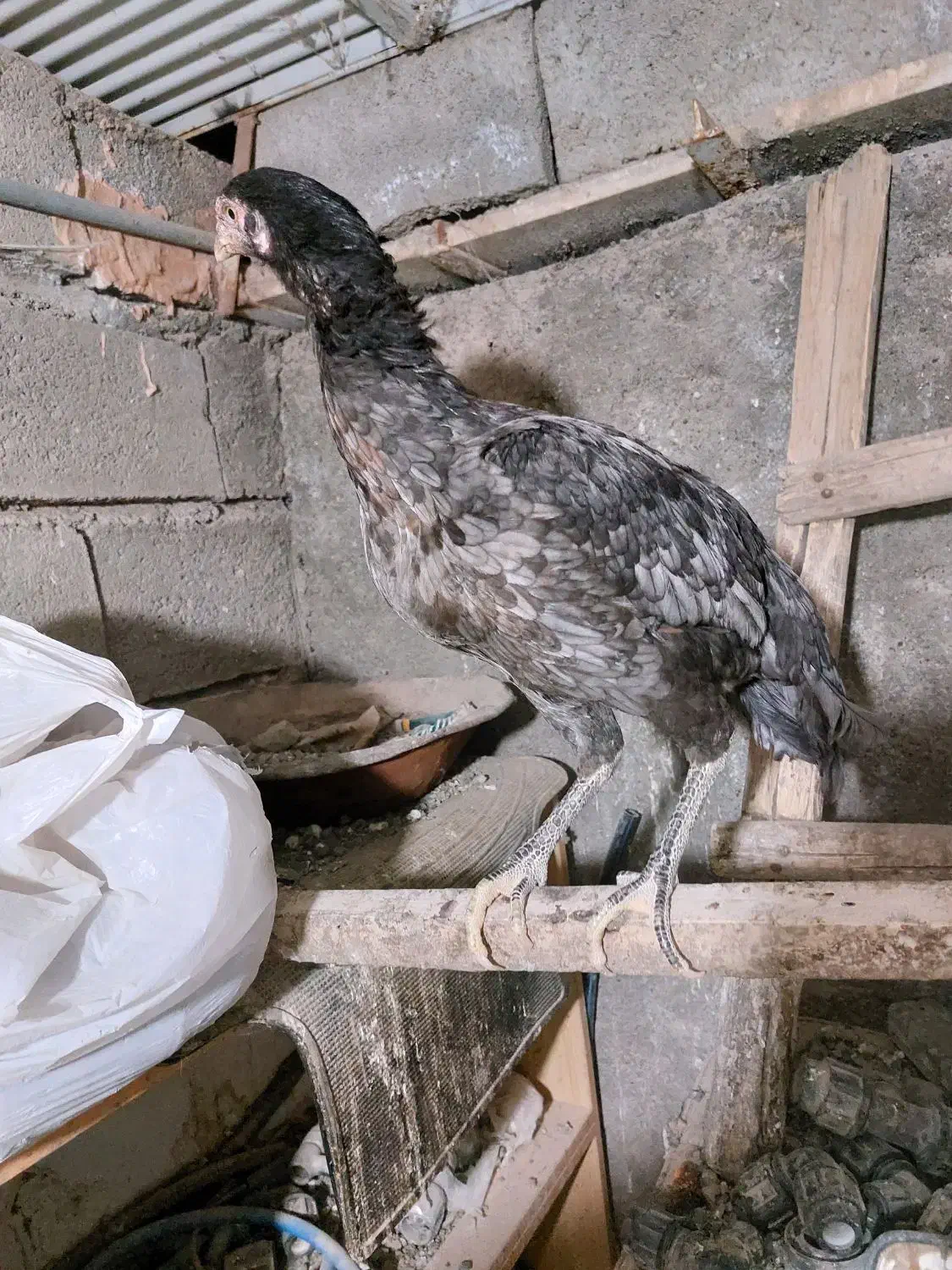 مرغ لاری|حیوانات مزرعه|سبزوار, قصبه شرقی|دیوار