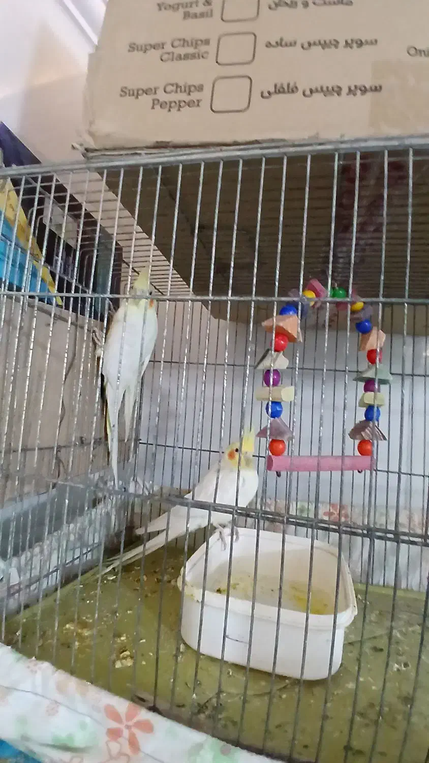 طوطی شهرک طالقانی|پرنده|بندر ماهشهر, |دیوار