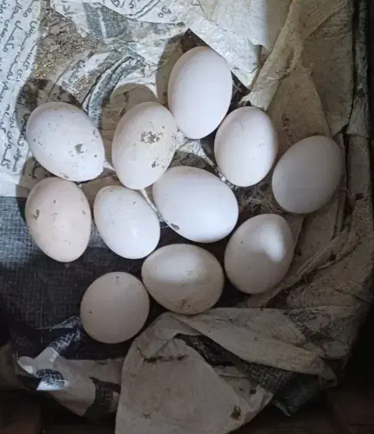 تخم گلین تازه|حیوانات مزرعه|علی‌آباد کتول, |دیوار