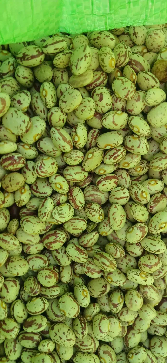 لوبیا چیتی|خوردنی و آشامیدنی|سلطانیه, |دیوار