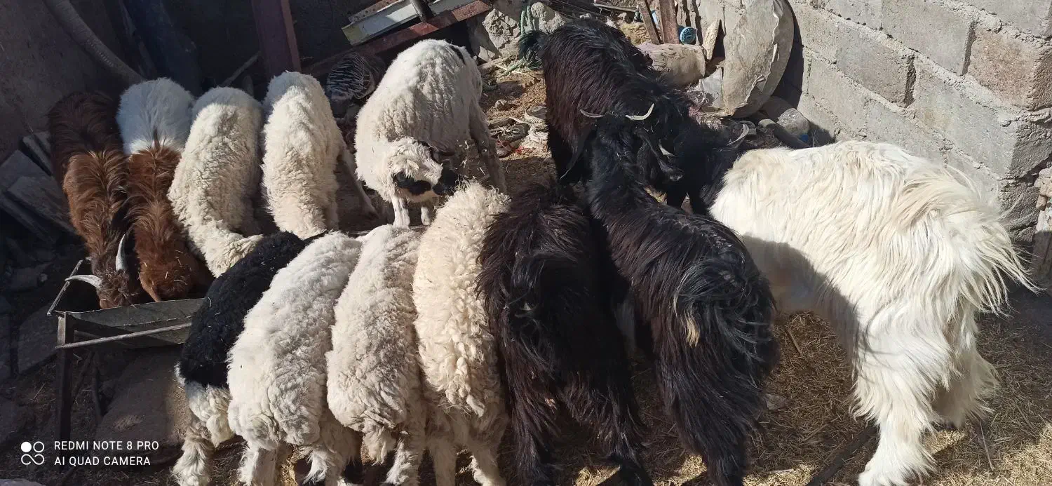 بره و کره فروشی|حیوانات مزرعه|جزنیک, |دیوار