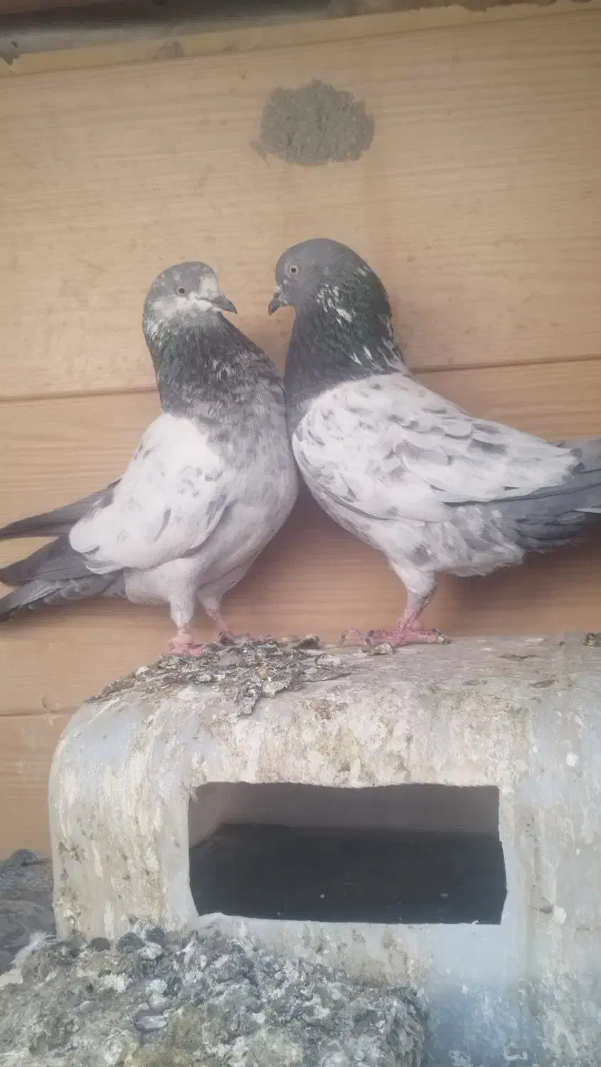 کبوتر رنگی|پرنده|بوشهر, |دیوار