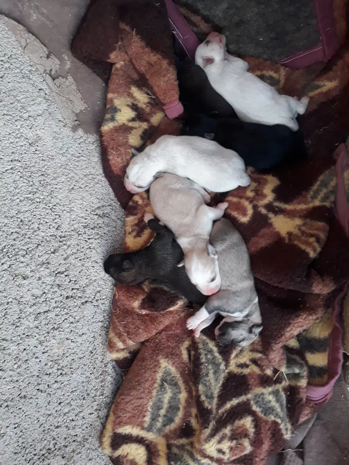 توله و ماده هاسکی|سگ|آشخانه, |دیوار