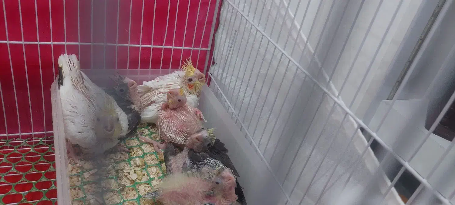 جوجه عروس هلندی|پرنده|بیرجند, |دیوار