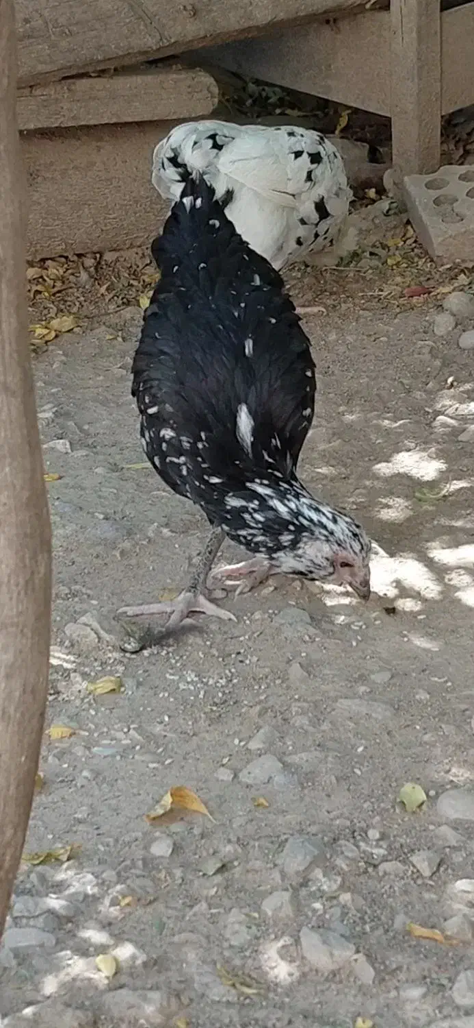 گلین خال سوزنی اصل|حیوانات مزرعه|اصفهان, فجر|دیوار