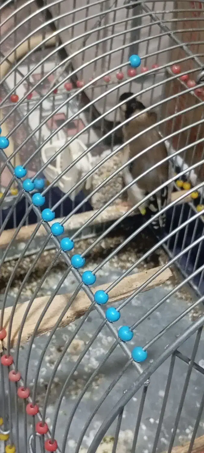 سهره|پرنده|کوهدشت, |دیوار