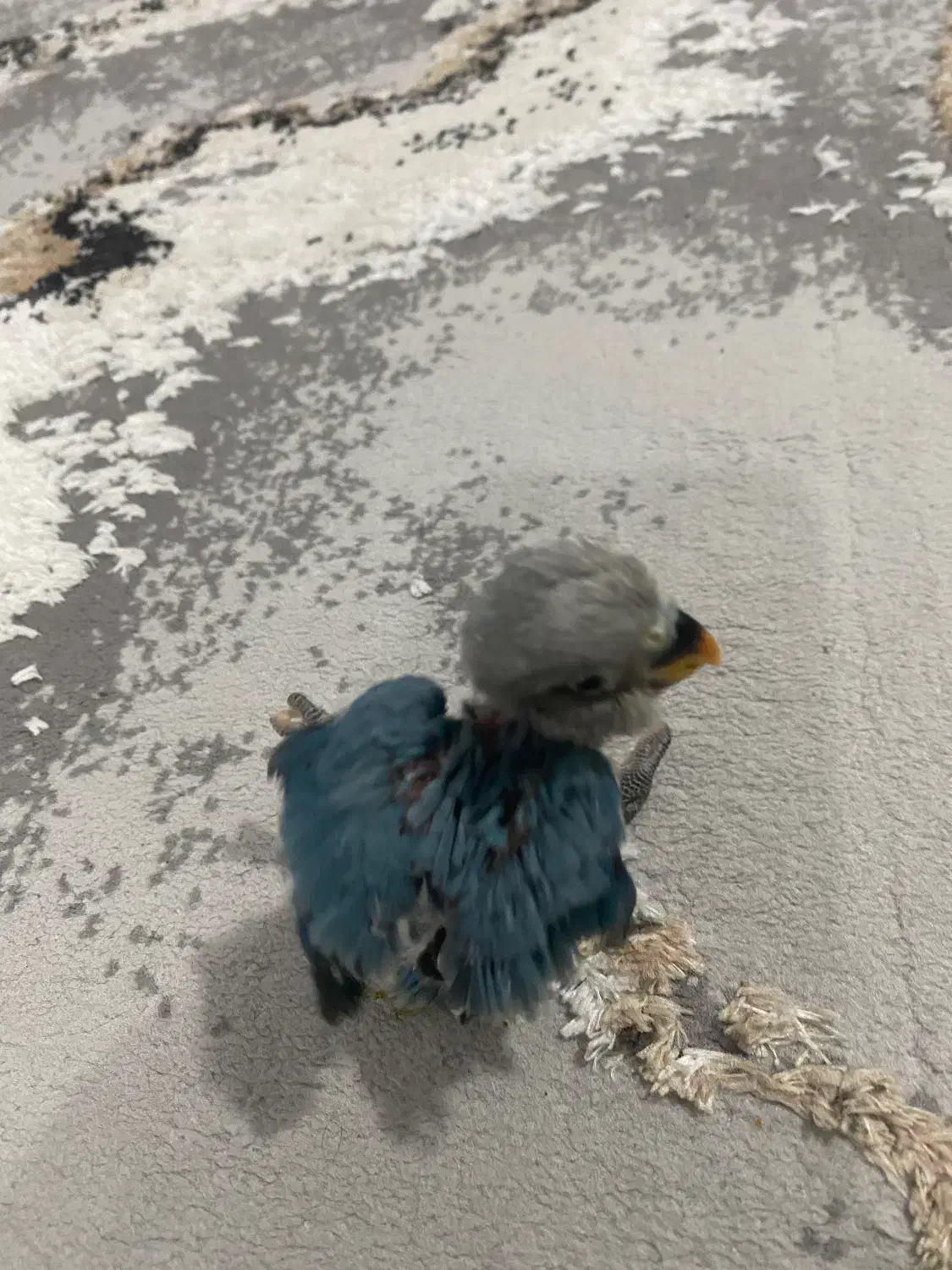 ۳عدد طوطی برزیلی و یک جفت عروس هلندی|پرنده|میاندوآب, |دیوار