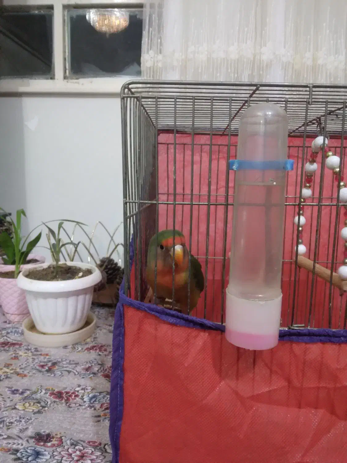 طوطی برزیلی|پرنده|بروجرد, |دیوار