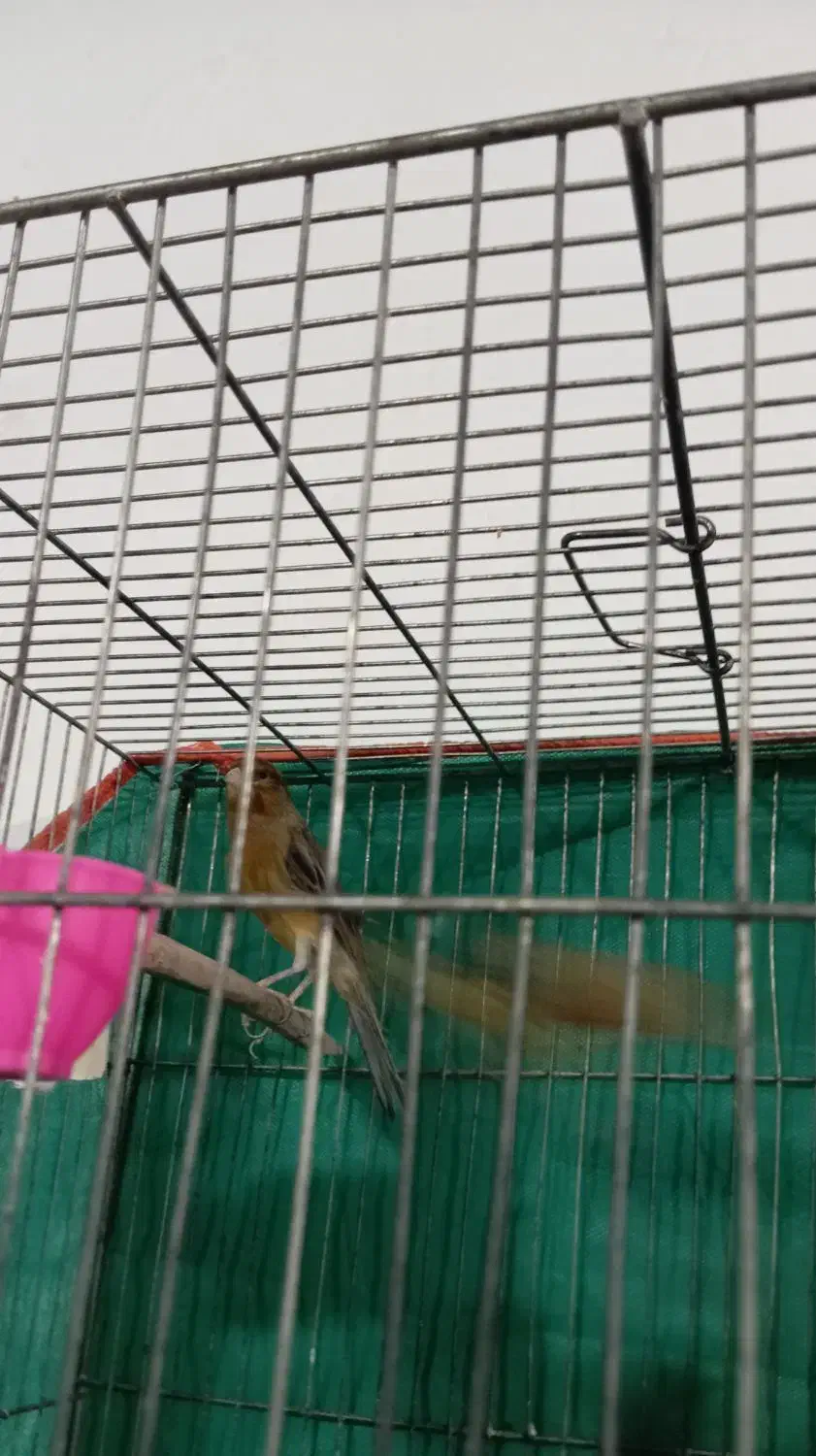 قناری|پرنده|کرمان, |دیوار