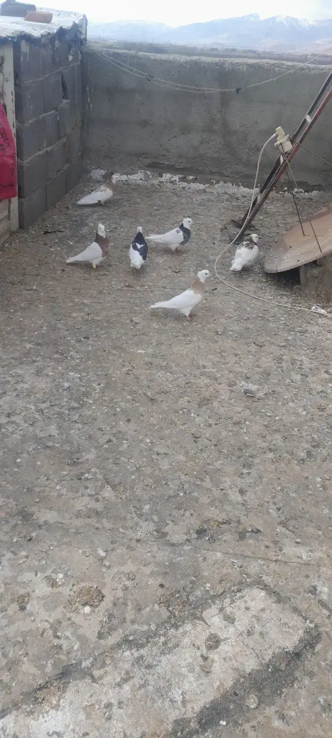 کبوترفروشی|پرنده|اسدآباد, |دیوار