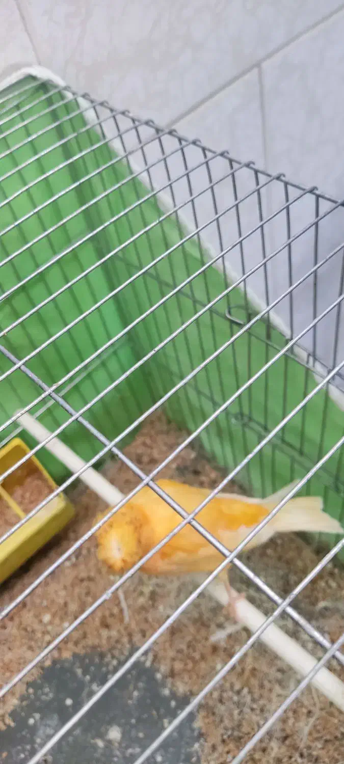 قناری|پرنده|بهار, |دیوار