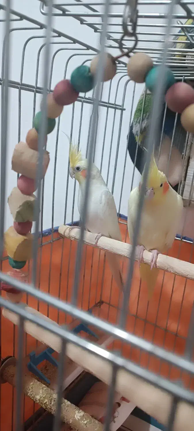 عروس هلندی نر و ماده|پرنده|دره شهر, |دیوار