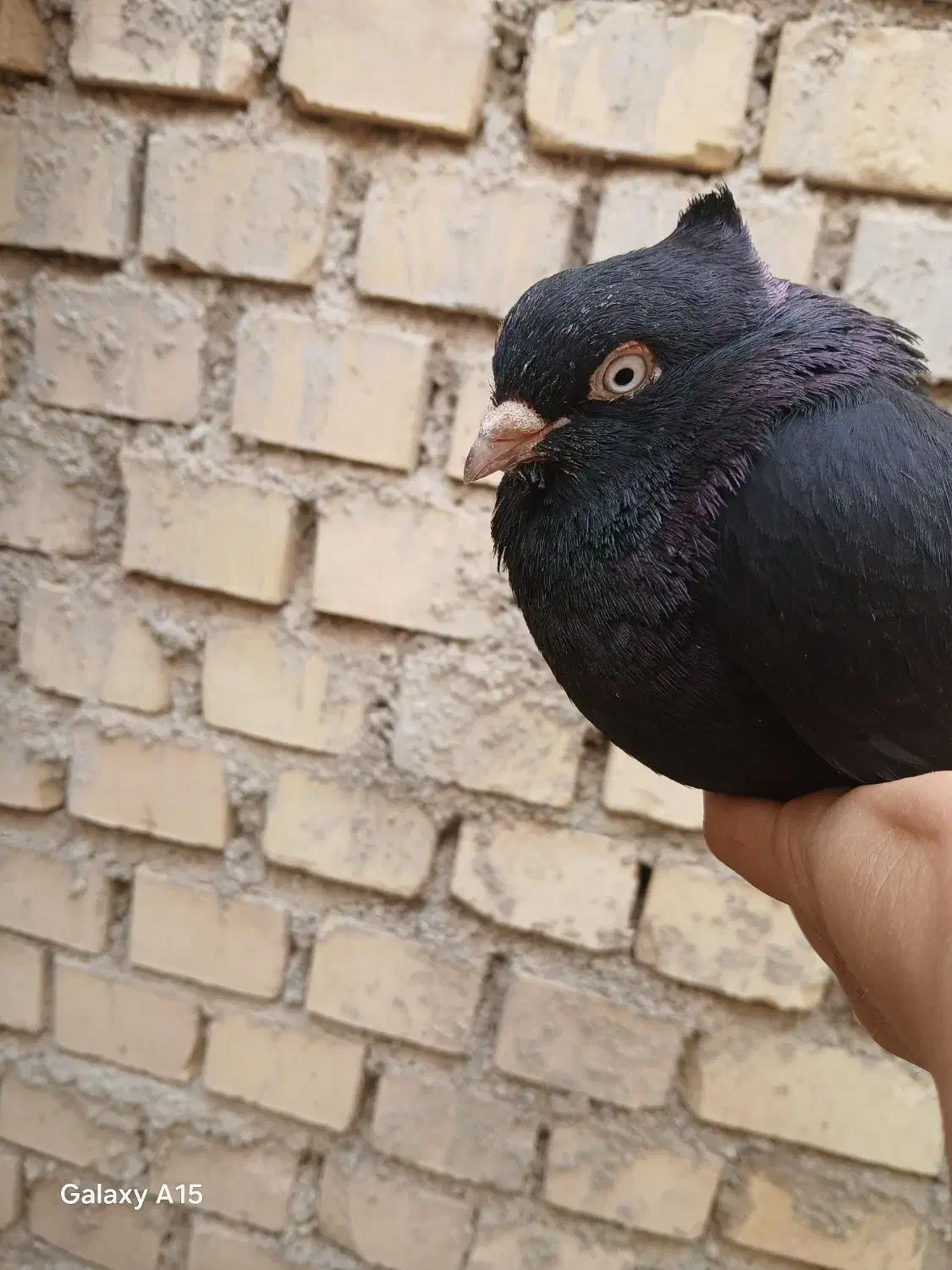 زاغ نر|پرنده|هندیجان, |دیوار