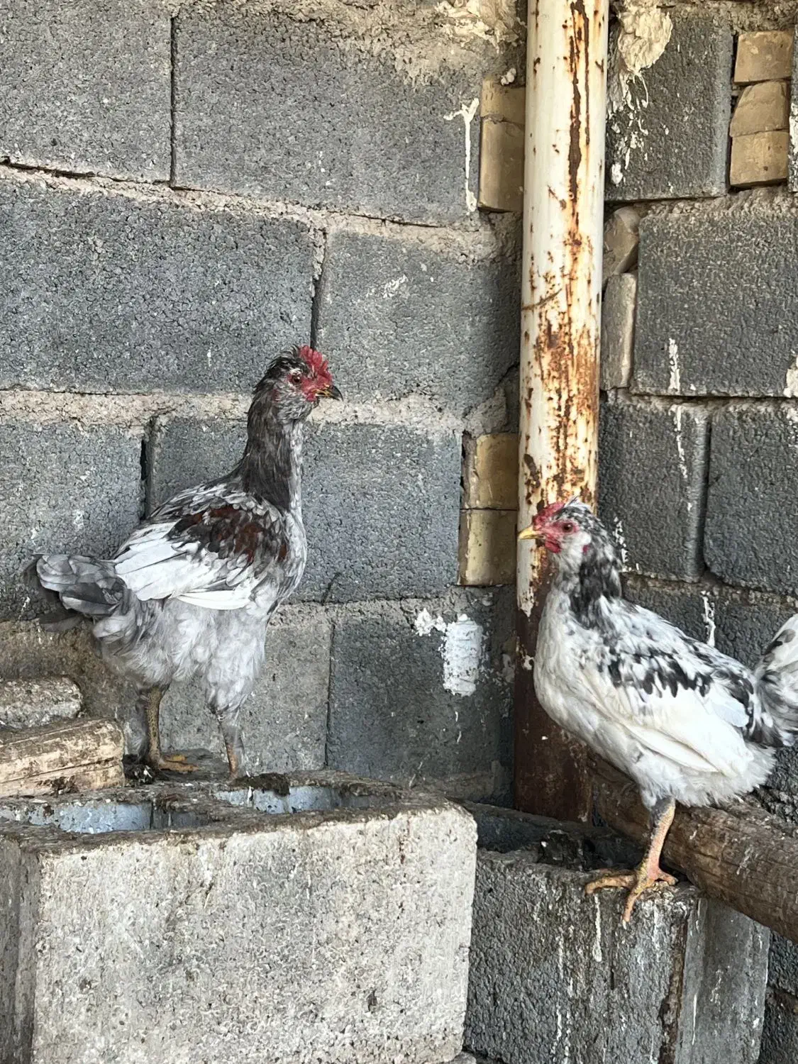 خروس گلین|حیوانات مزرعه|برخوار, |دیوار