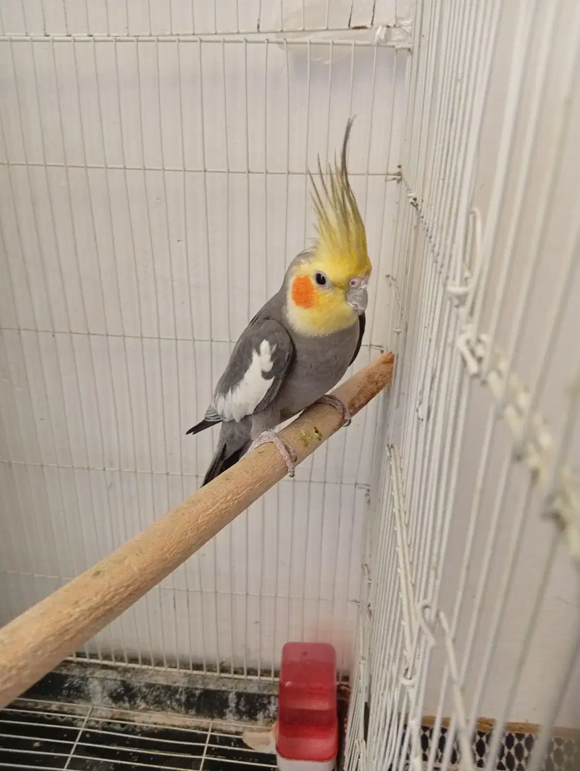 عروس هنلدی اصیل|پرنده|پیرانشهر, |دیوار