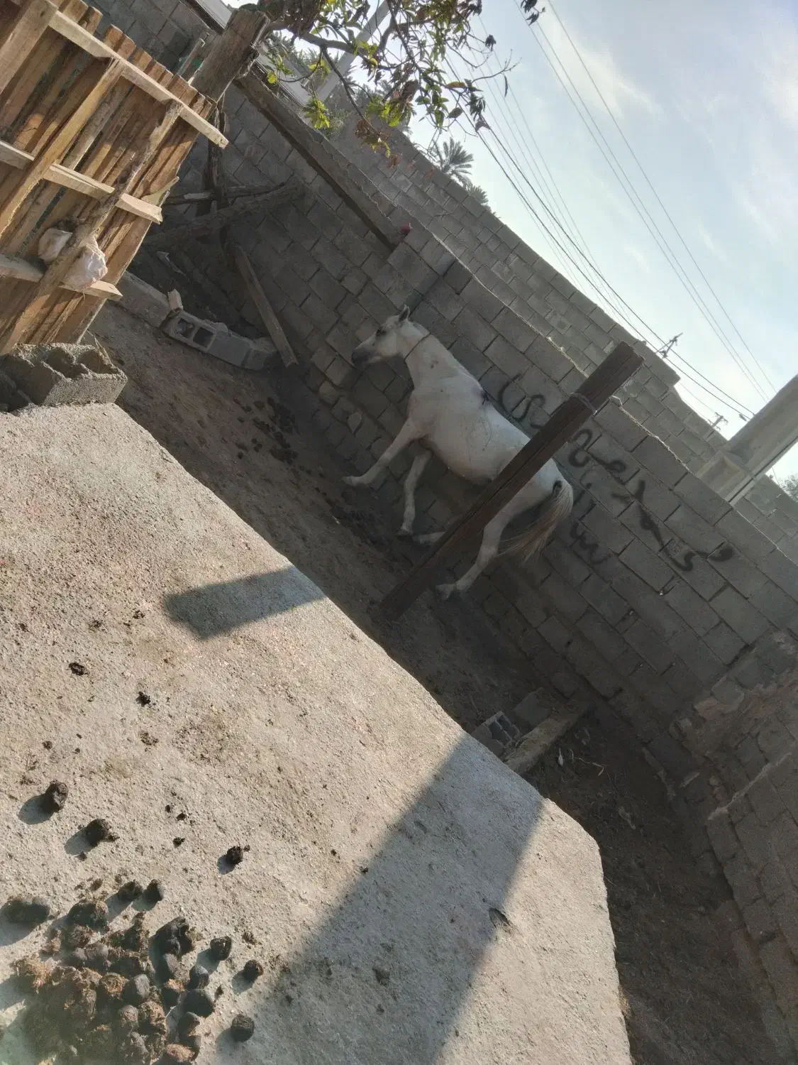 فروشی هست نریان یک شکل سفید یک دست|اسب و تجهیزات اسبسواری|میناب, |دیوار