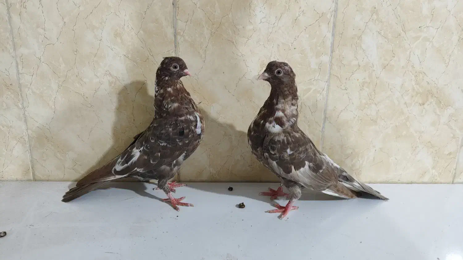 سوسن .ی|پرنده|کاکی, |دیوار