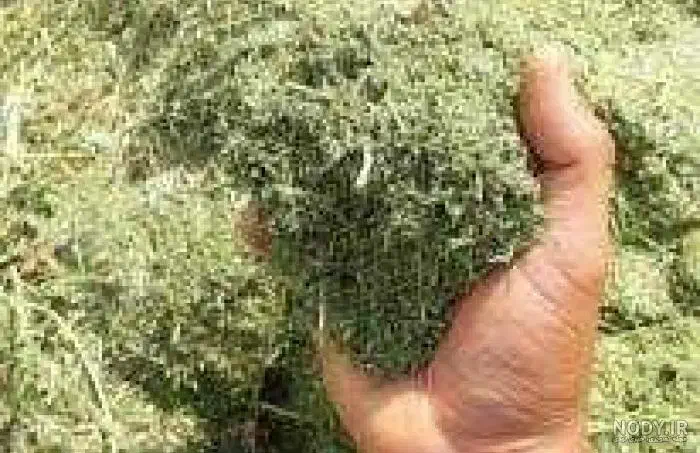 کاه یونجه|لوازم جانبی حیوانات|بناب, |دیوار