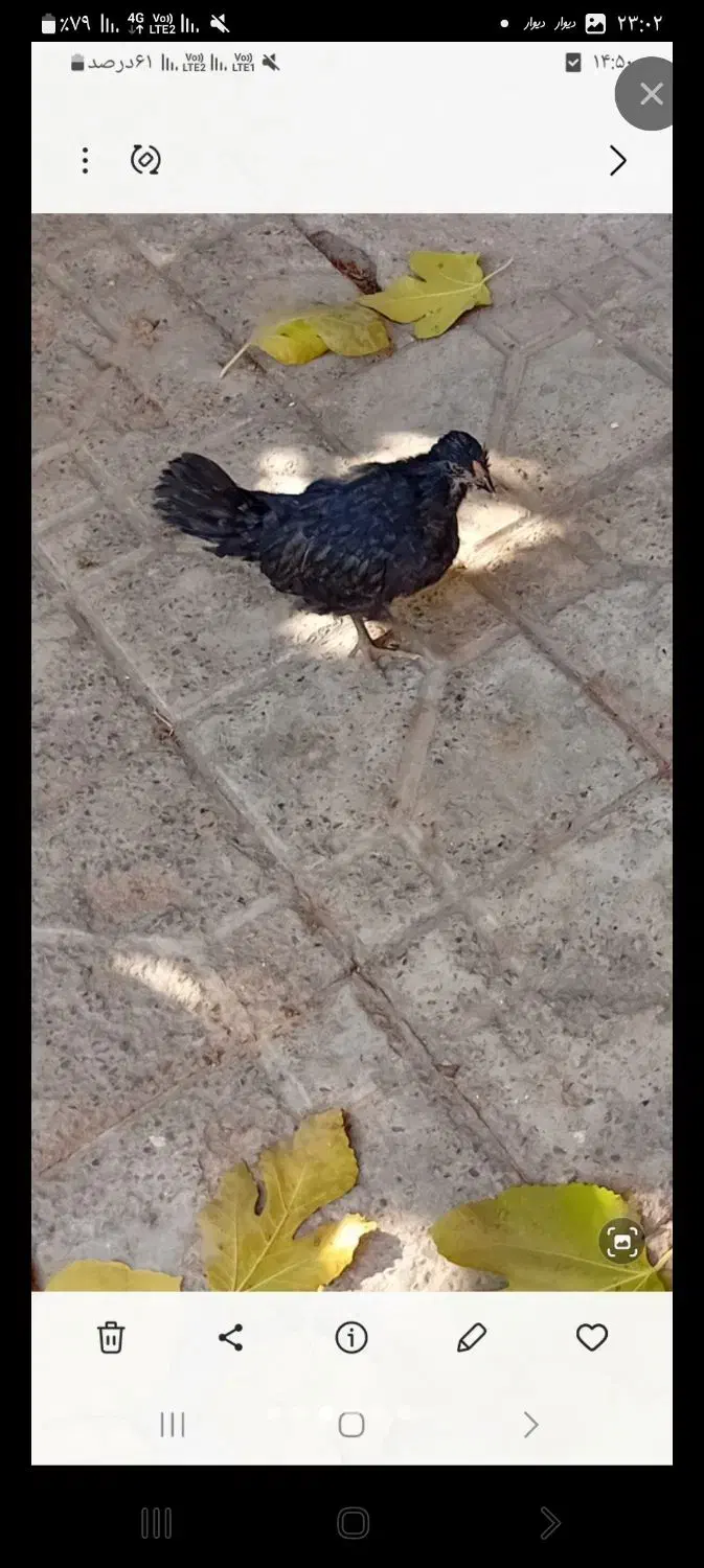 مرغ گلین|حیوانات|نظرآباد, نظرآباد|دیوار